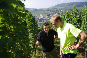 yberane_vina_vo_vinici